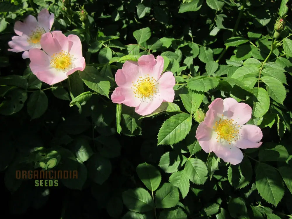 Rosa Canina Flower Seeds For Planting Hardy Dog Rose For Beautiful And Resilient Wild Flowers In