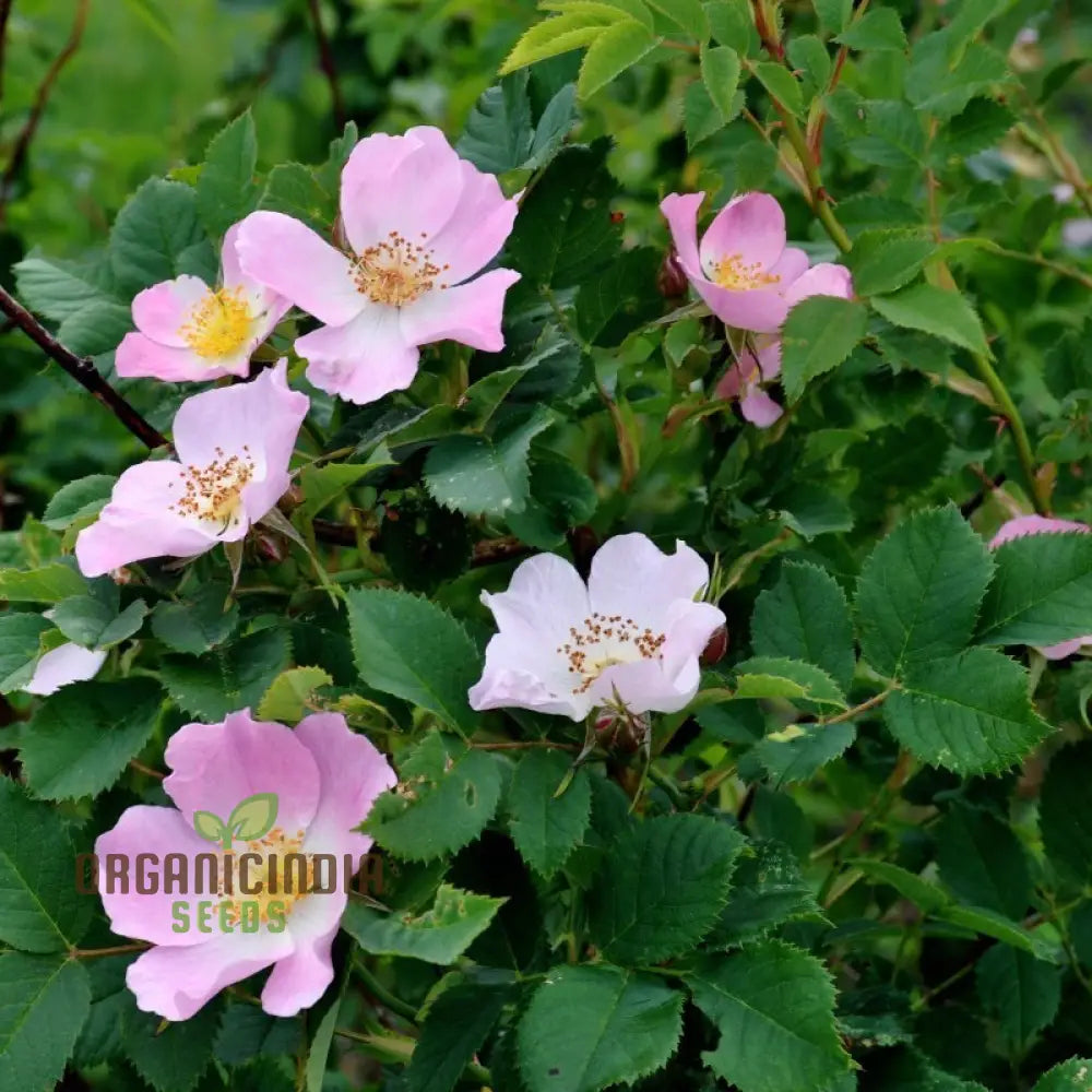 Rosa Canina Flower Seeds For Planting Hardy Dog Rose For Beautiful And Resilient Wild Flowers In