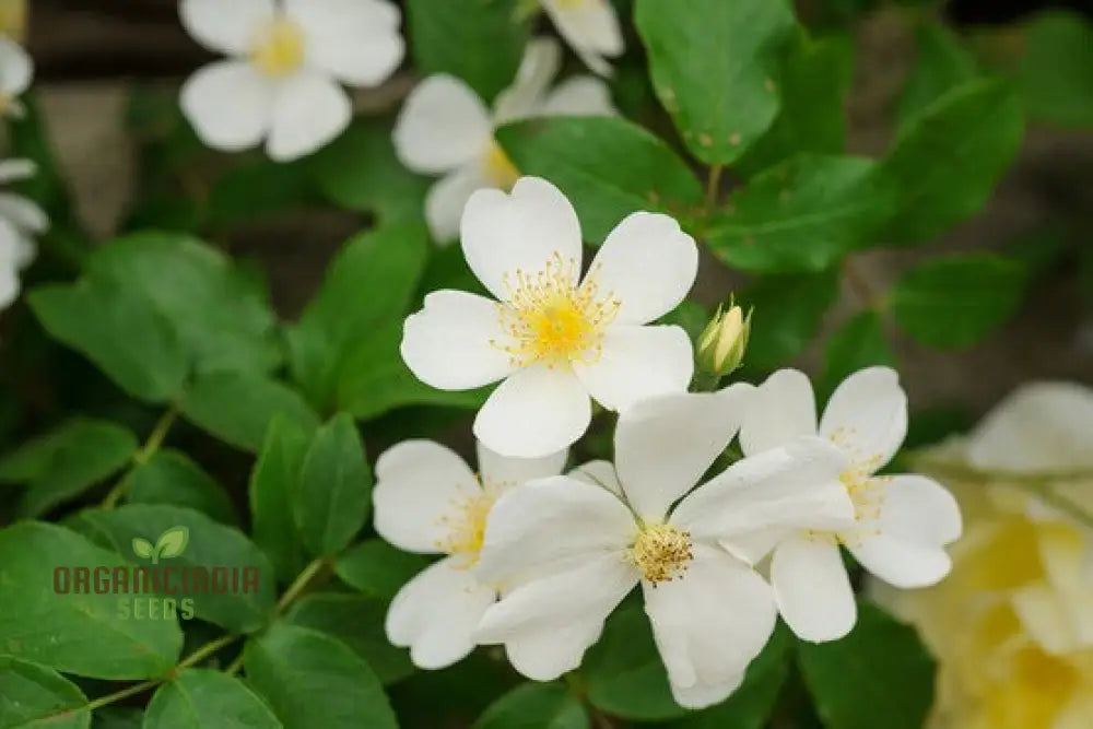 Rosa Filipes ‘Kiftsgate’ Flower Seeds For Planting And Growing The Stunning Vigorous Climbing