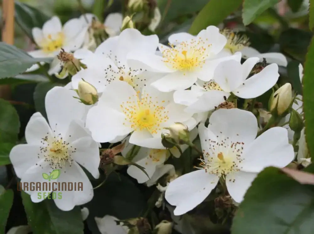 Rosa Filipes ‘Kiftsgate’ Flower Seeds For Planting And Growing The Stunning Vigorous Climbing