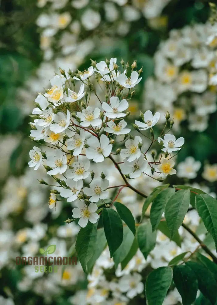 Rosa Filipes ‘Kiftsgate’ Flower Seeds For Planting And Growing The Stunning Vigorous Climbing