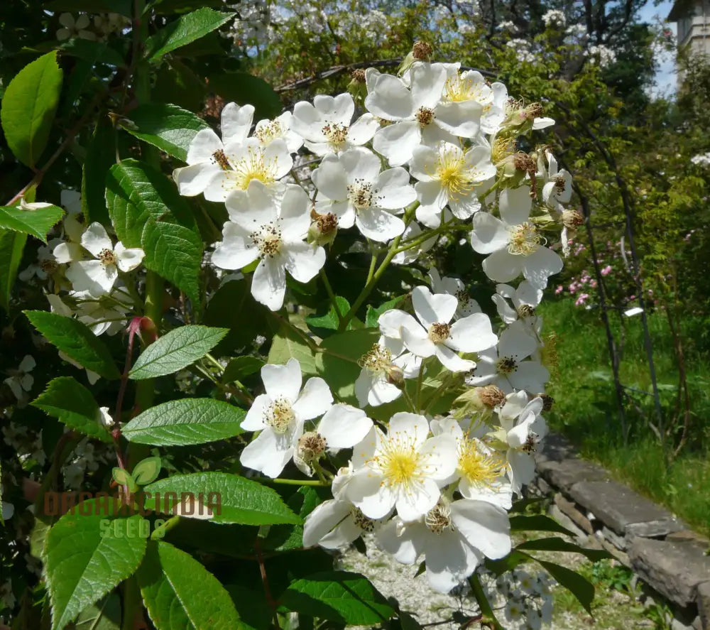 Rosa Filipes ‘Kiftsgate’ Flower Seeds For Planting And Growing The Stunning Vigorous Climbing