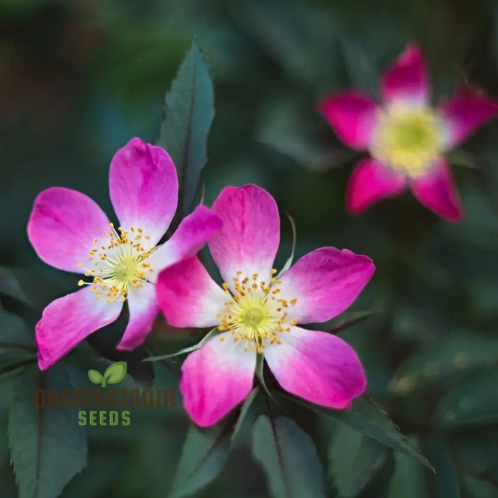 Rosa Glauca Flower Seeds For Planting Easy Tips For Growing Beautiful Wild Rose Blooms In Your