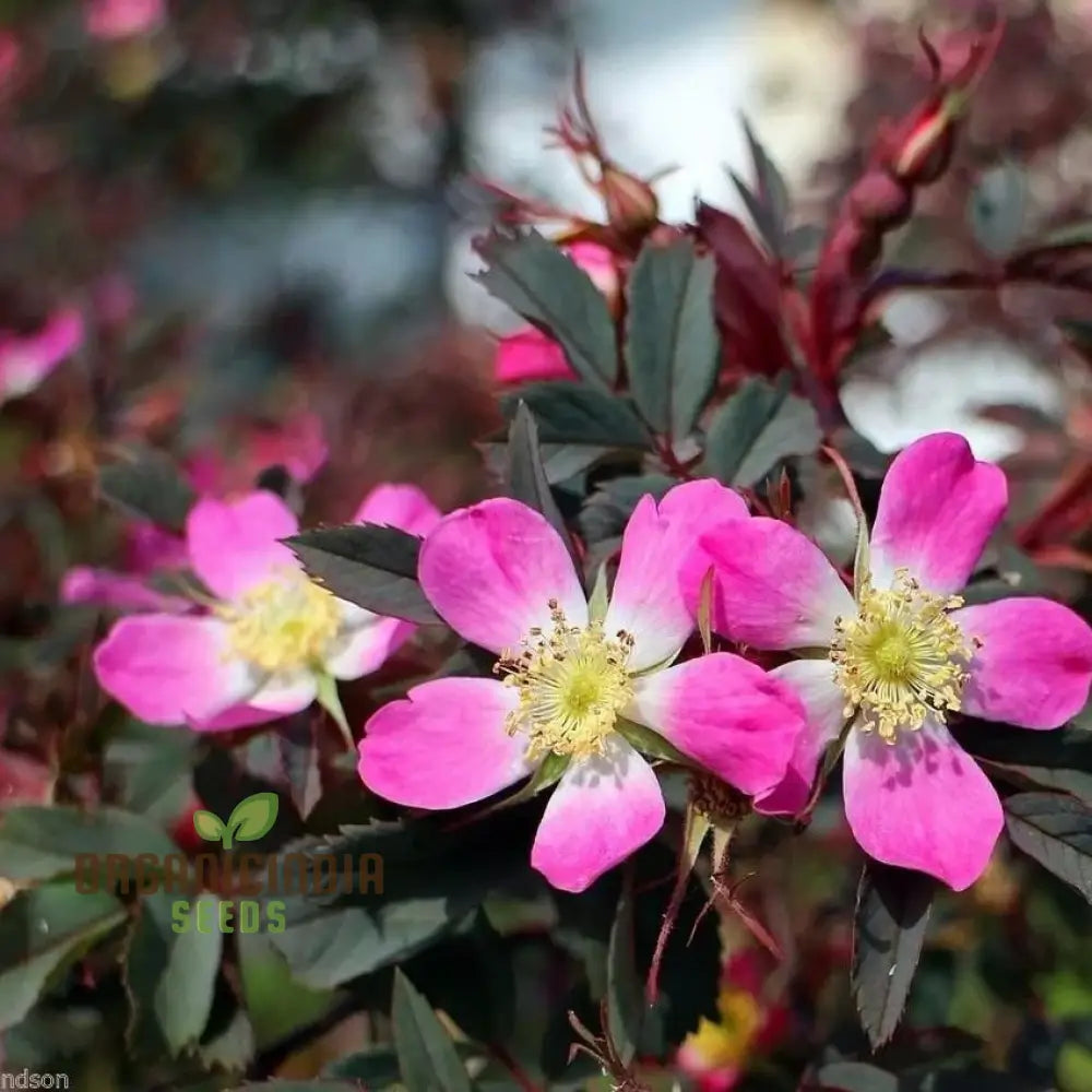 Rosa Glauca Flower Seeds For Planting Easy Tips For Growing Beautiful Wild Rose Blooms In Your