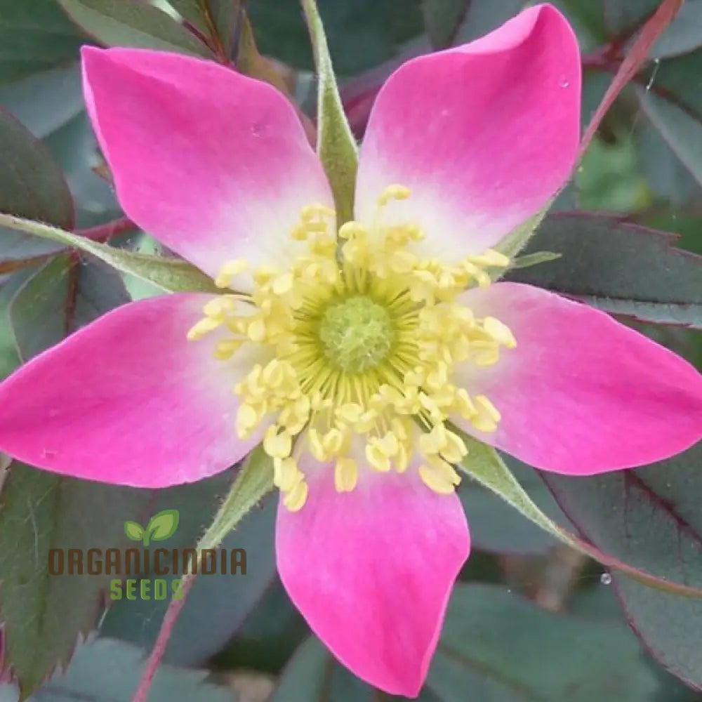 Rosa Glauca Flower Seeds For Planting Easy Tips For Growing Beautiful Wild Rose Blooms In Your