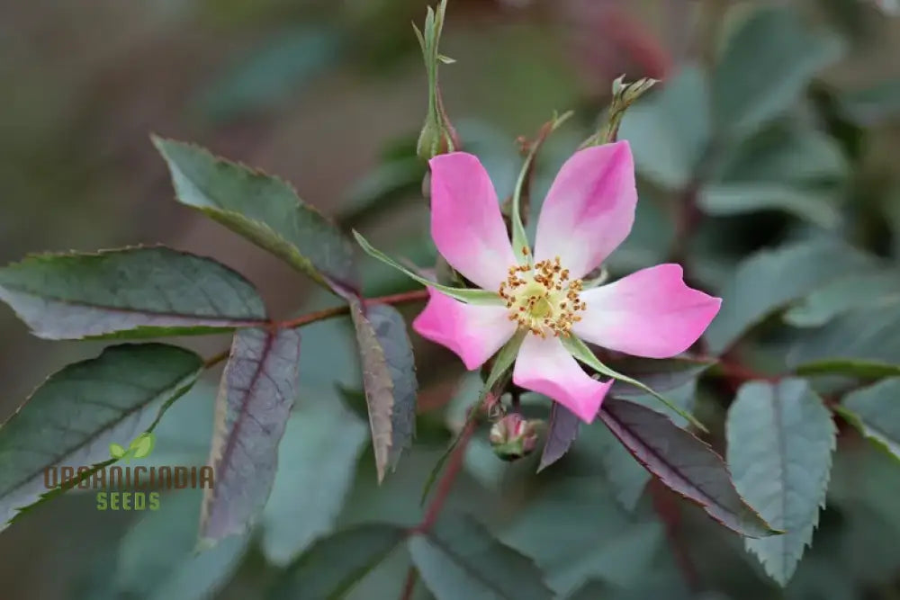 Rosa Glauca Flower Seeds For Planting Easy Tips For Growing Beautiful Wild Rose Blooms In Your