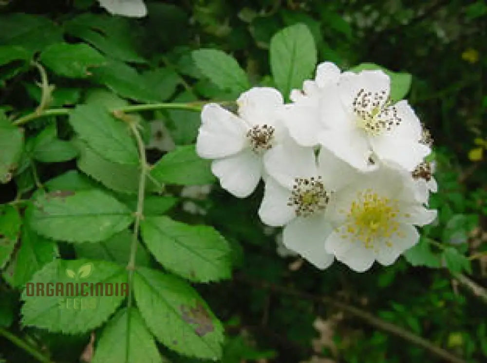 Rosa Multiflora Flower Seeds For Planting Learn How To Plant And Grow Beautiful Clusters Of White