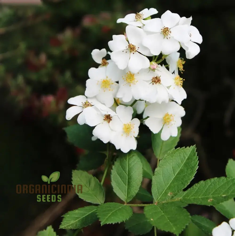 Rosa Multiflora Flower Seeds For Planting Learn How To Plant And Grow Beautiful Clusters Of White