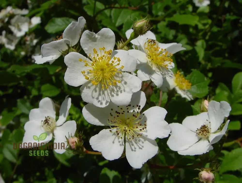 Rosa Multiflora Flower Seeds For Planting Learn How To Plant And Grow Beautiful Clusters Of White