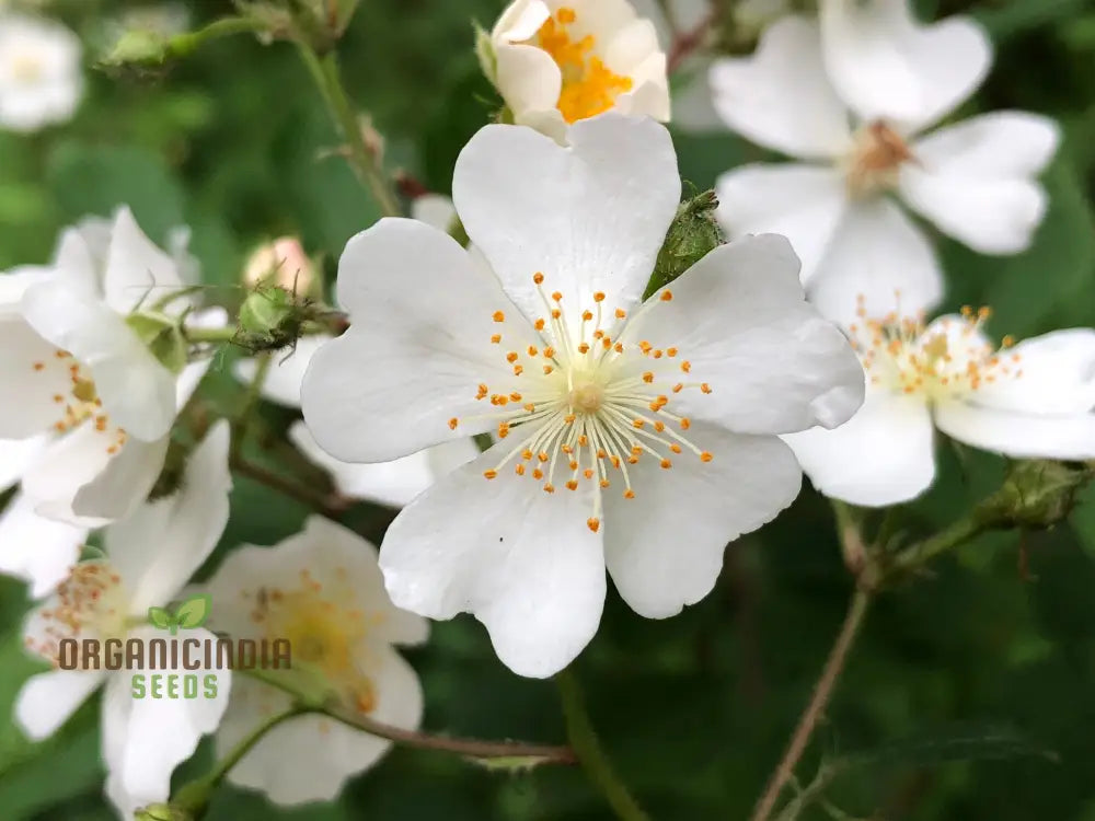 Rosa Multiflora Flower Seeds For Planting Learn How To Plant And Grow Beautiful Clusters Of White