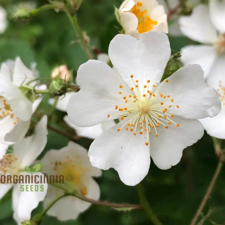 Rosa Multiflora Flower Seeds For Planting Learn How To Plant And Grow Beautiful Clusters Of White