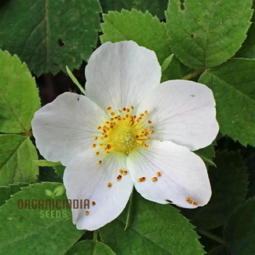 Rosa Pouzinii Flower Seeds For Planting Expert Tips For And Growing Stunning Wild Rose Flowers A