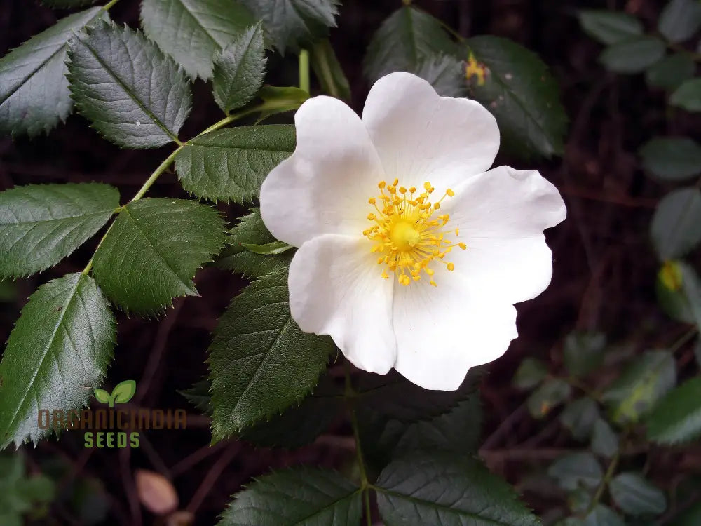 Rosa Pouzinii Flower Seeds For Planting Expert Tips For And Growing Stunning Wild Rose Flowers A