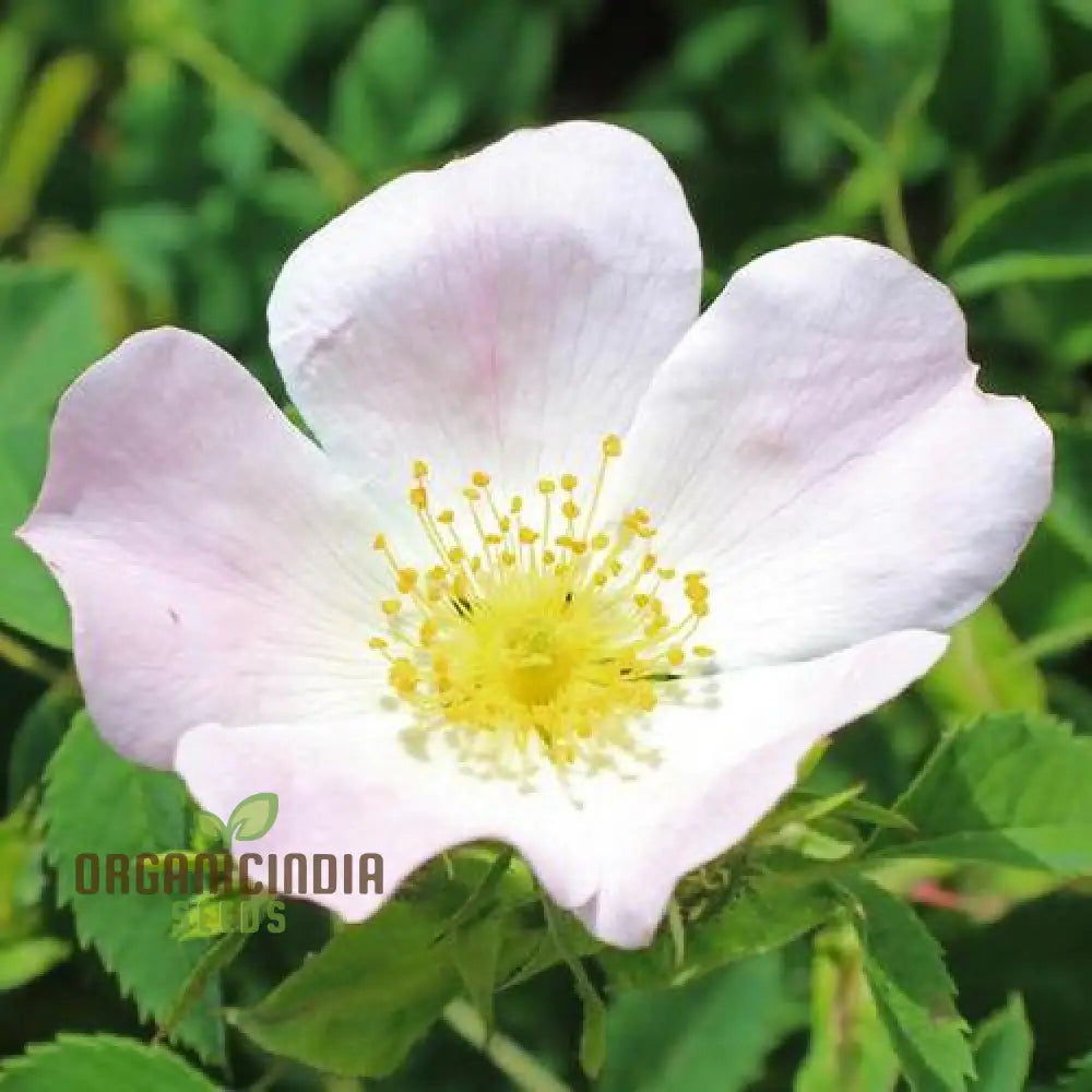 Rosa Pouzinii Flower Seeds For Planting Expert Tips For And Growing Stunning Wild Rose Flowers A