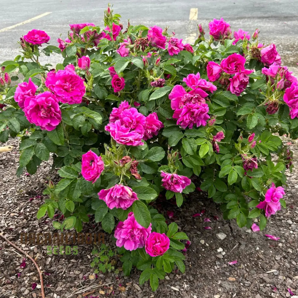 Rosa Rugosa ‘Hansa’ Flower Seeds For Planting A Complete And Growing Guide For Beautiful Hardy