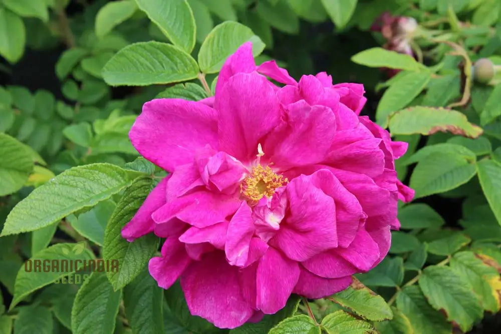 Rosa Rugosa ‘Hansa’ Flower Seeds For Planting A Complete And Growing Guide For Beautiful Hardy