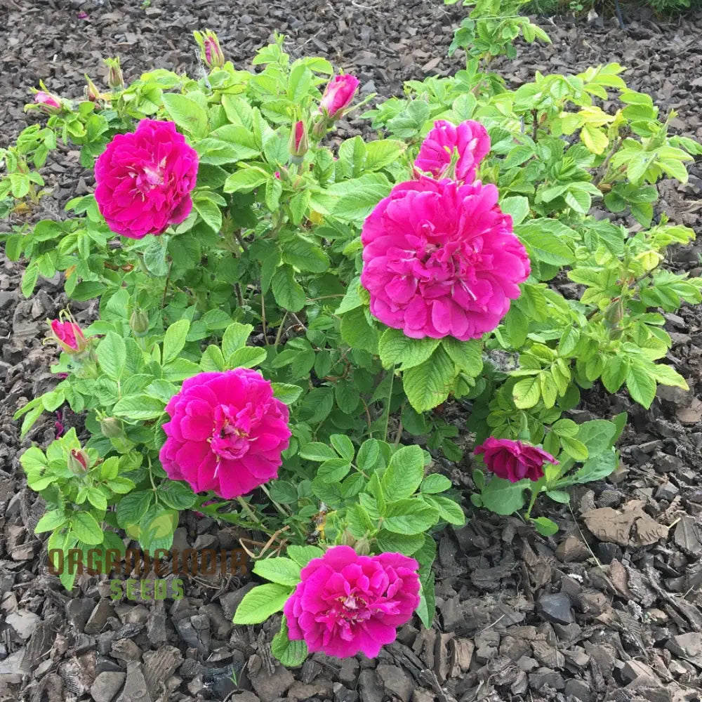 Rosa Rugosa ‘Hansa’ Flower Seeds For Planting A Complete And Growing Guide For Beautiful Hardy