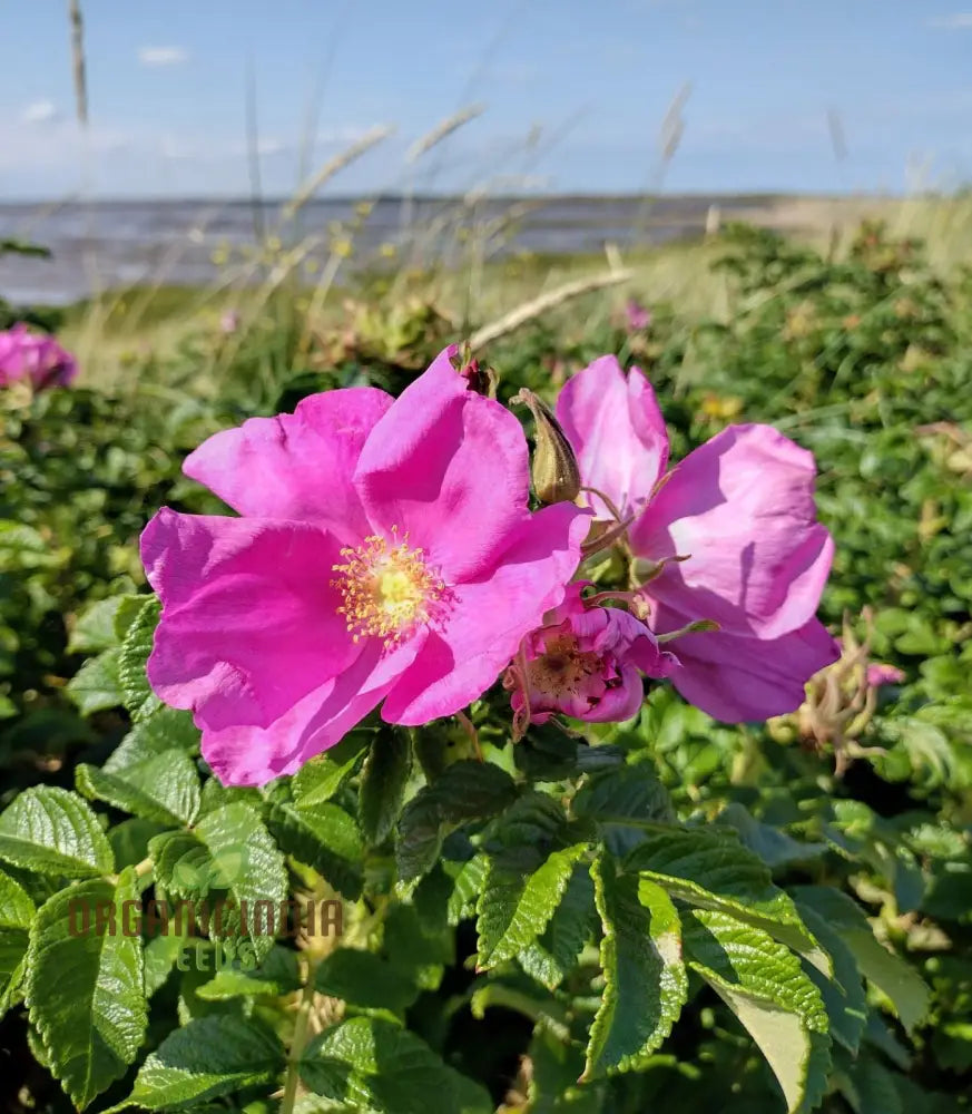 Rosa Rugosa (Japanese Rose) Flower Seeds For Planting Expert Tips For And Growing Hardy Fragrant