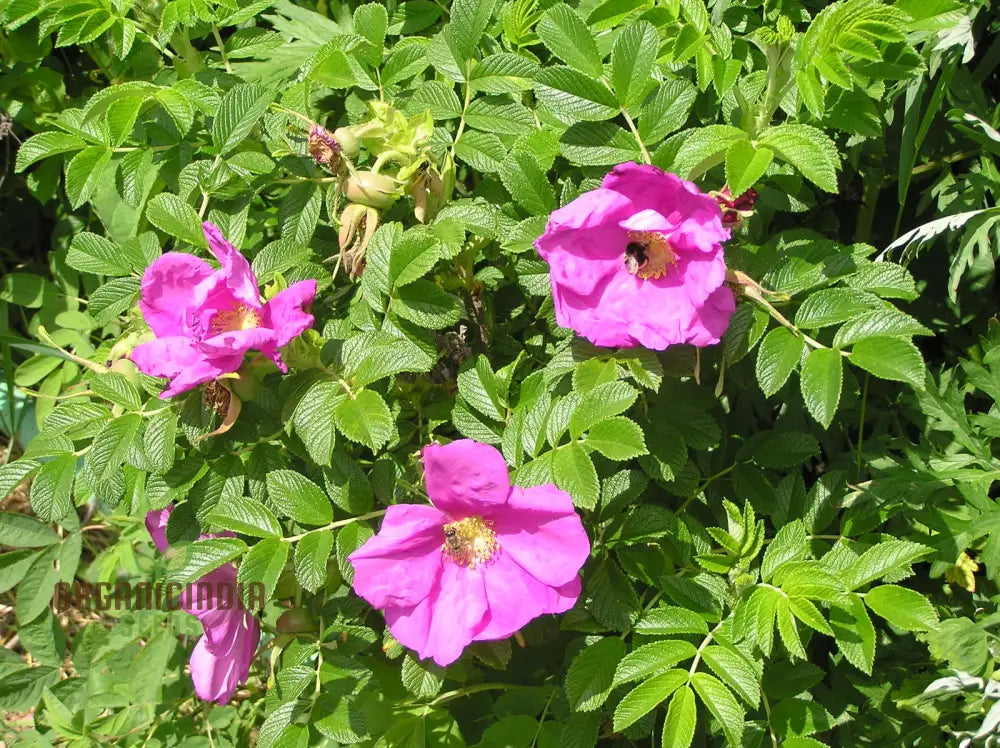 Rosa Rugosa (Japanese Rose) Flower Seeds For Planting Expert Tips For And Growing Hardy Fragrant