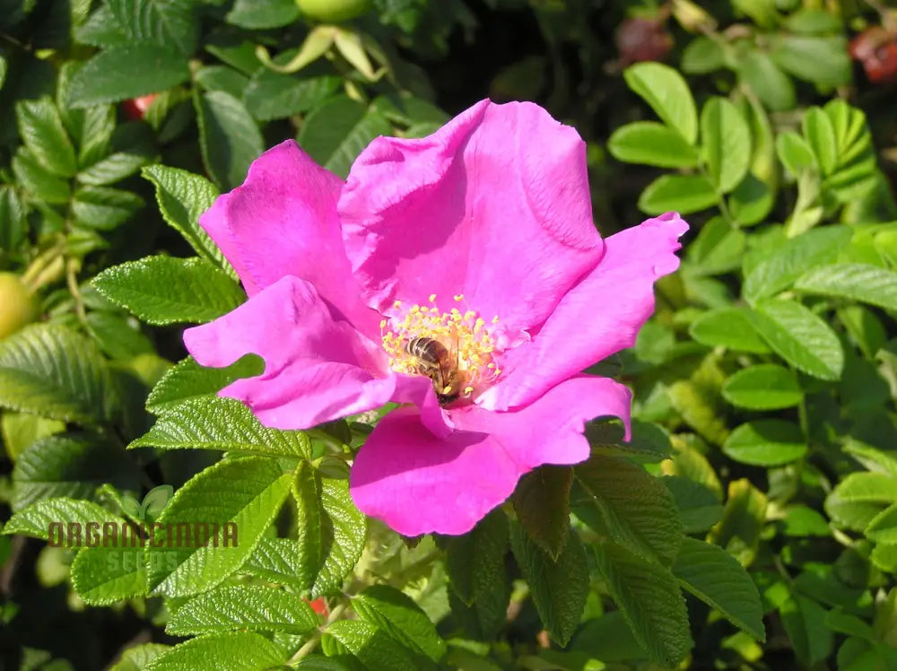 Rosa Rugosa (Japanese Rose) Flower Seeds For Planting Expert Tips For And Growing Hardy Fragrant