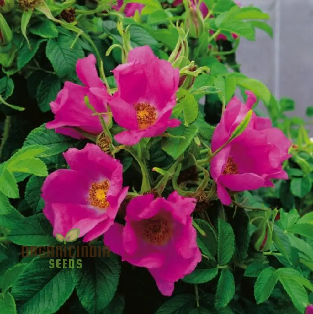 Rosa Rugosa (Japanese Rose) Flower Seeds For Planting Expert Tips For And Growing Hardy Fragrant