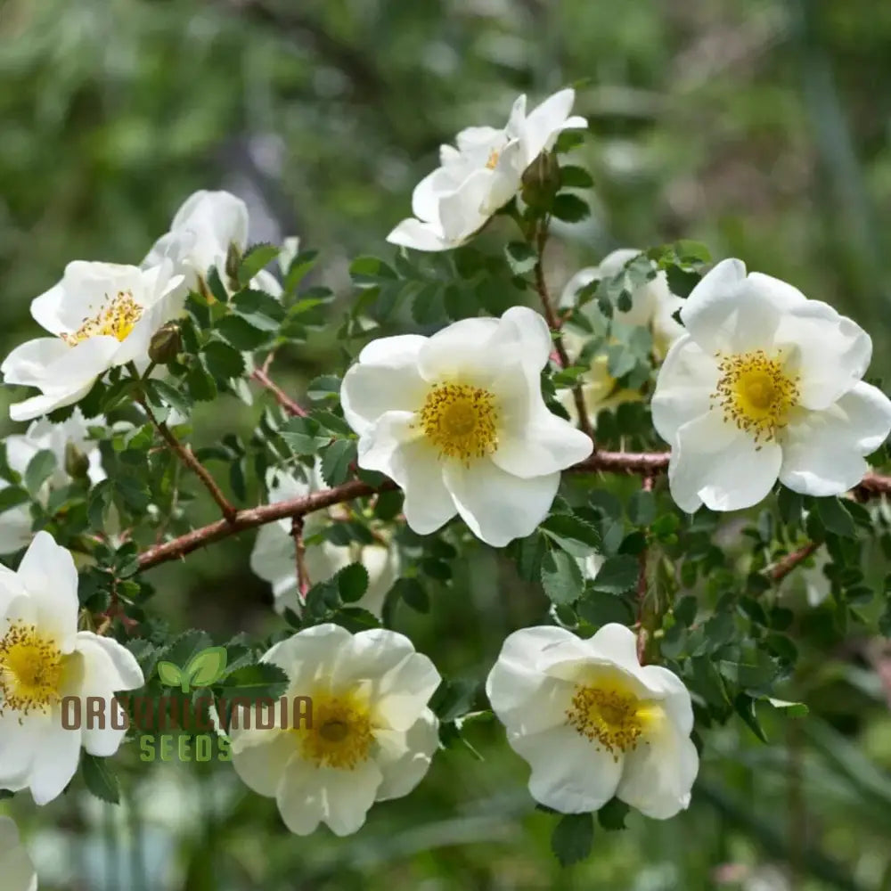 Rosa Spinosissima Flower Seeds For Planting How To Grow Gorgeous Hardy Wild Roses With Expert Tips