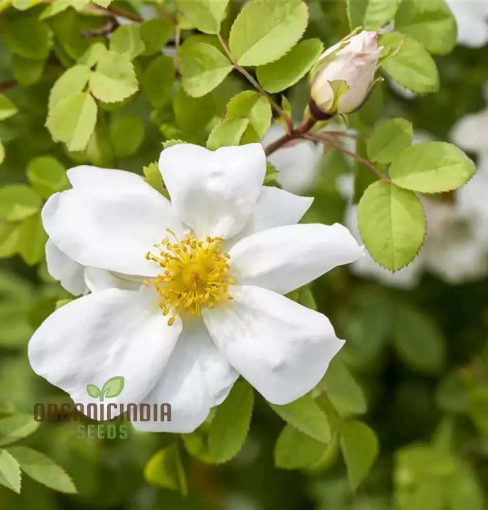 Rosa Spinosissima Flower Seeds For Planting How To Grow Gorgeous Hardy Wild Roses With Expert Tips