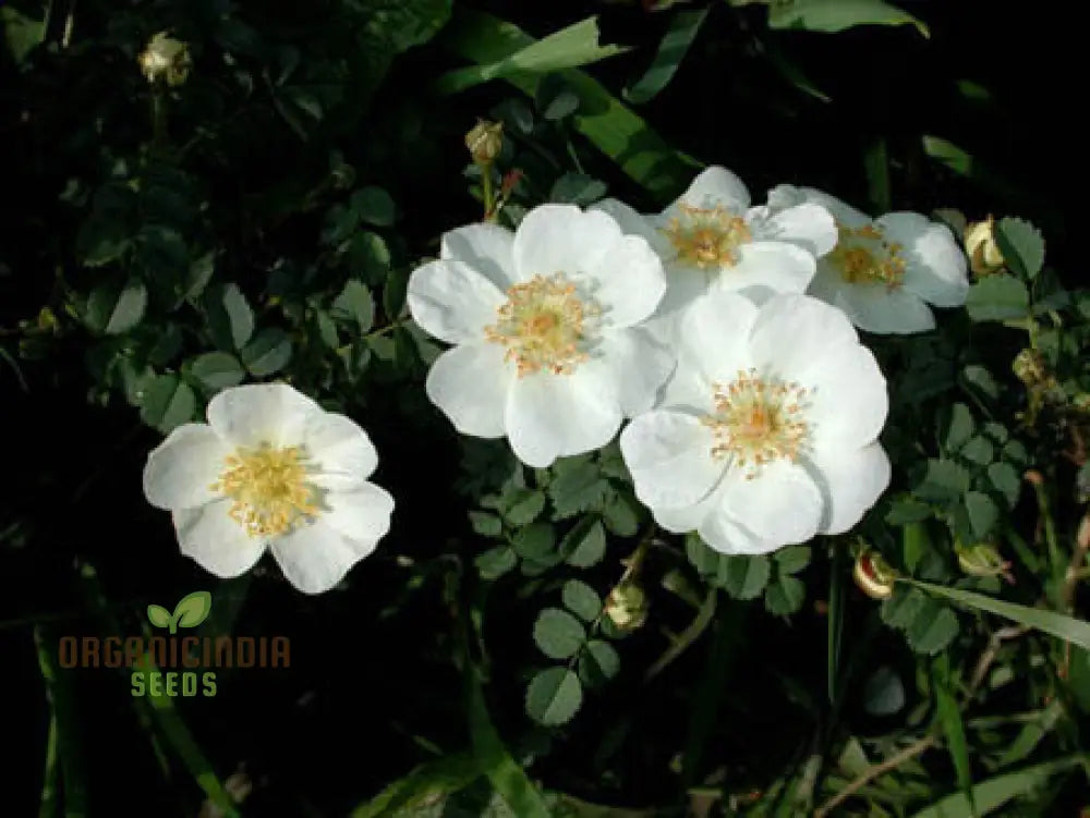 Rosa Spinosissima Flower Seeds For Planting How To Grow Gorgeous Hardy Wild Roses With Expert Tips