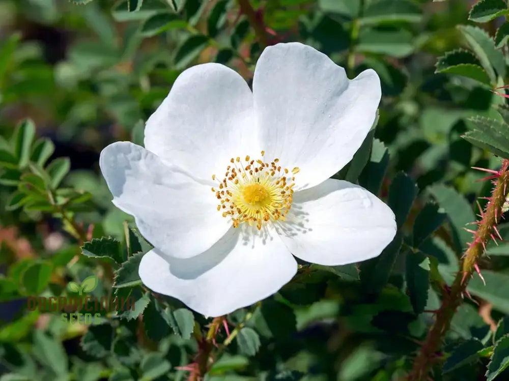 Rosa Spinosissima Flower Seeds For Planting How To Grow Gorgeous Hardy Wild Roses With Expert Tips