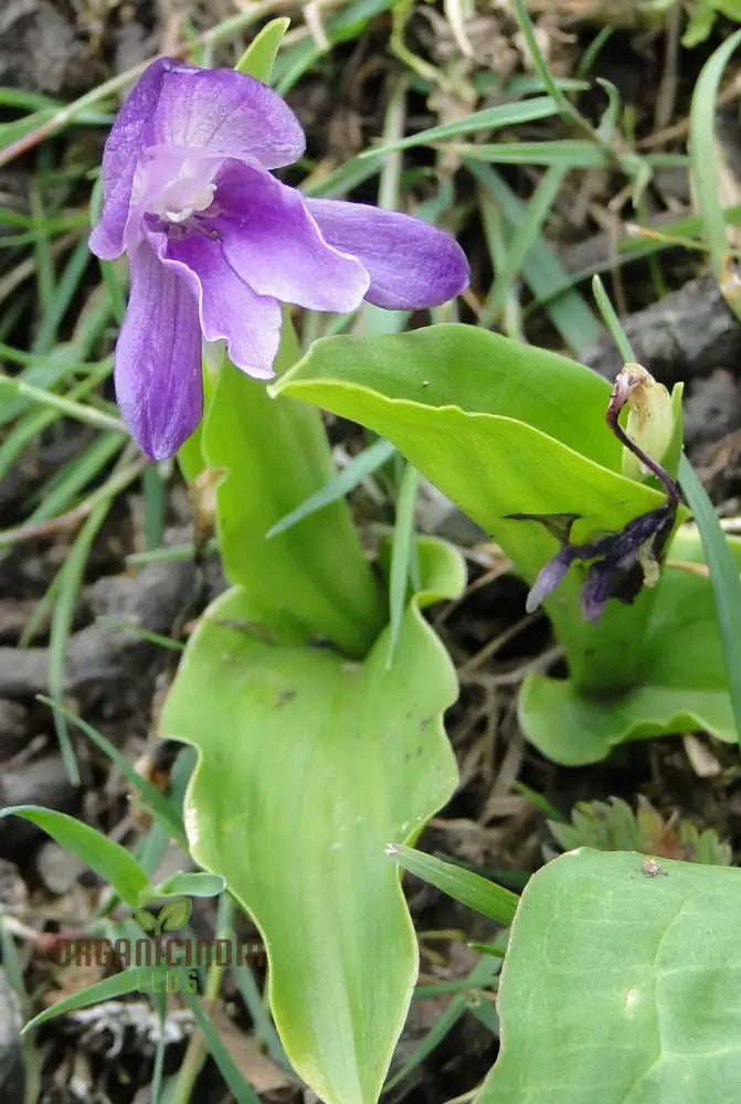 Roscoea Alpina Flower Seeds For Planting How To Grow Gorgeous Alpine Perennials With Expert Tips