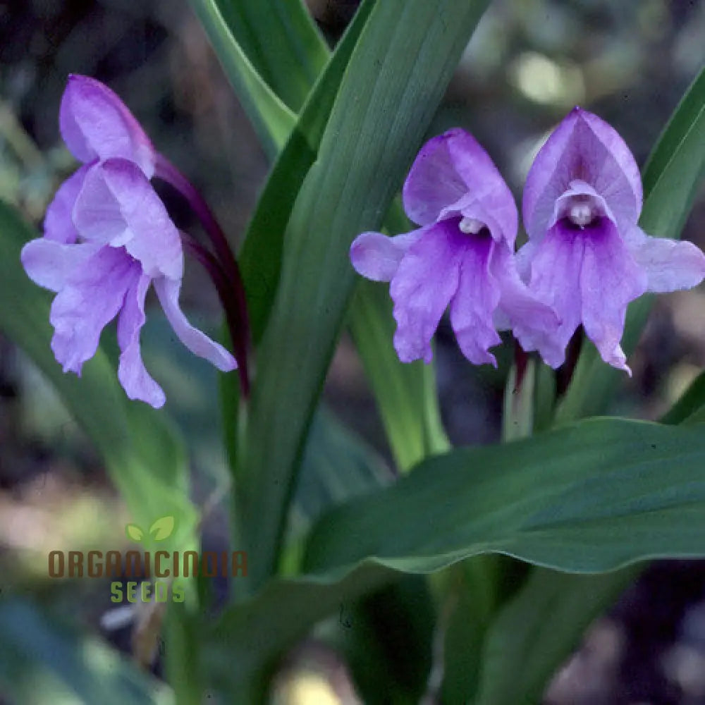 Roscoea Alpina Flower Seeds For Planting How To Grow Gorgeous Alpine Perennials With Expert Tips