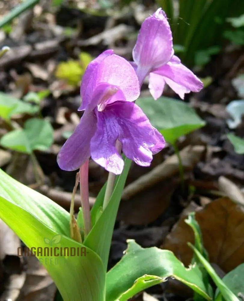 Roscoea Alpina Flower Seeds For Planting How To Grow Gorgeous Alpine Perennials With Expert Tips