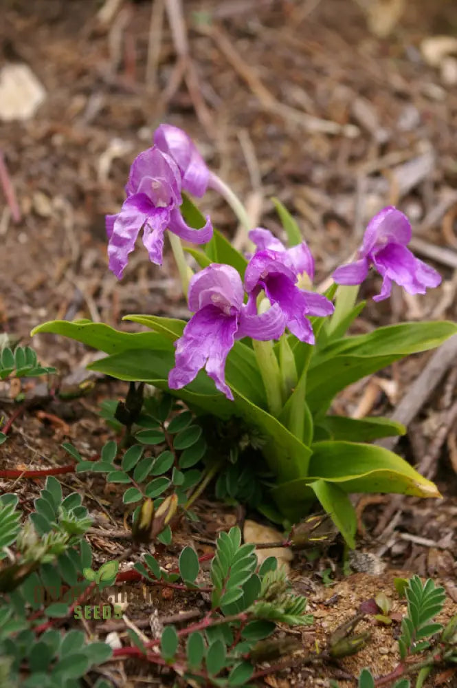 Roscoea Alpina Flower Seeds For Planting How To Grow Gorgeous Alpine Perennials With Expert Tips