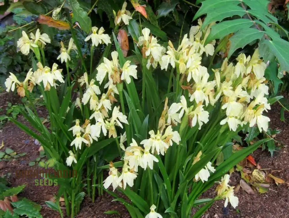 Roscoea Cautleyioides Flower Seeds For Planting Your Ultimate Guide To And Growing Elegant Hardy