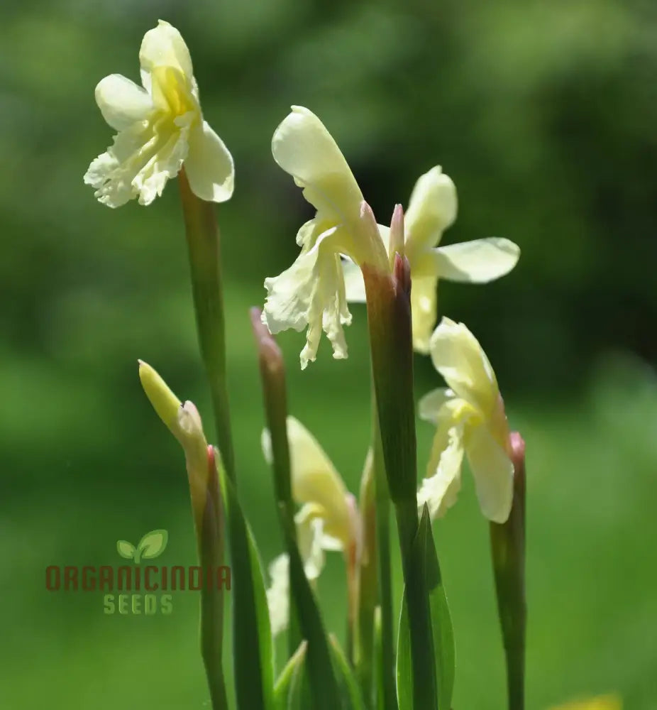 Roscoea Cautleyioides Flower Seeds For Planting Your Ultimate Guide To And Growing Elegant Hardy