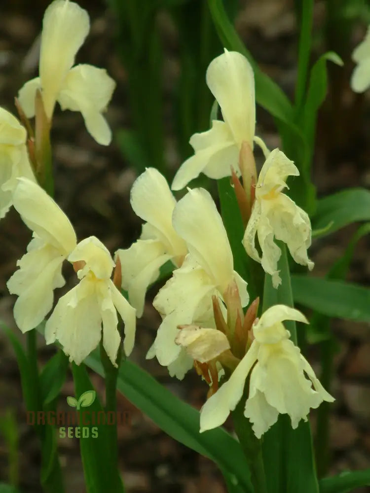 Roscoea Cautleyioides Flower Seeds For Planting Your Ultimate Guide To And Growing Elegant Hardy