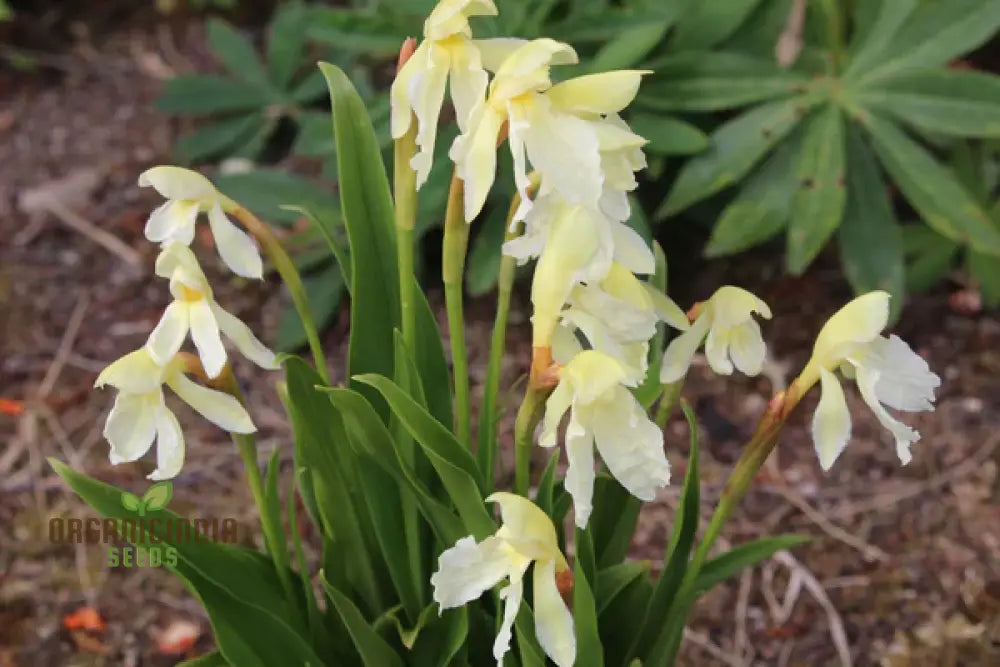 Roscoea Cautleyioides Flower Seeds For Planting Your Ultimate Guide To And Growing Elegant Hardy