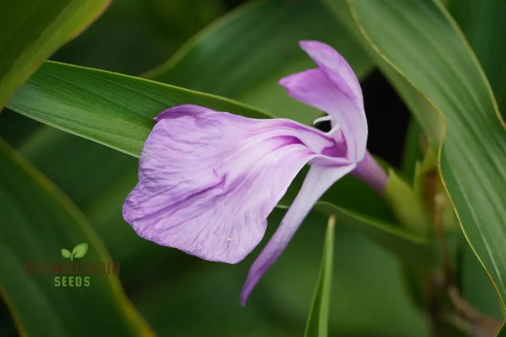 Roscoea Purpurea Var. Procera Flower Seeds For Planting Expert Guide To And Growing Hardy Alpine