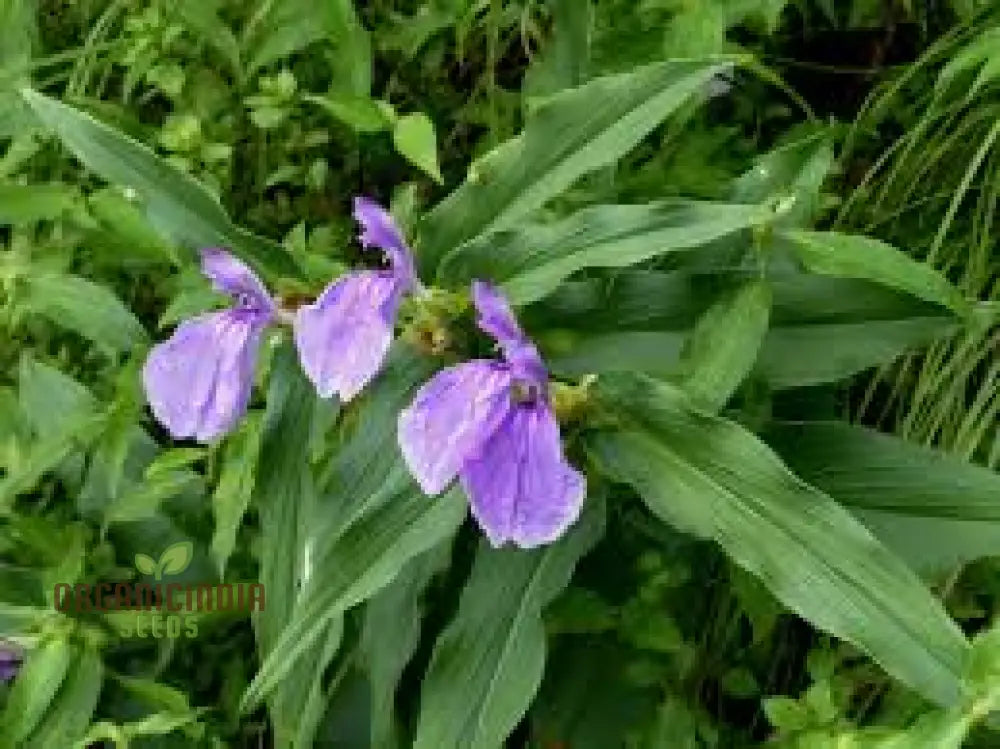 Roscoea Purpurea Var. Procera Flower Seeds For Planting Expert Guide To And Growing Hardy Alpine