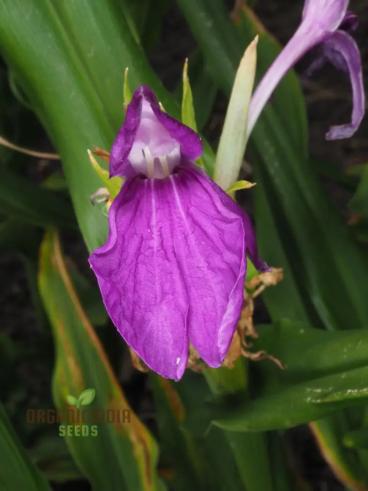 Roscoea Purpurea Var. Procera Flower Seeds For Planting Expert Guide To And Growing Hardy Alpine