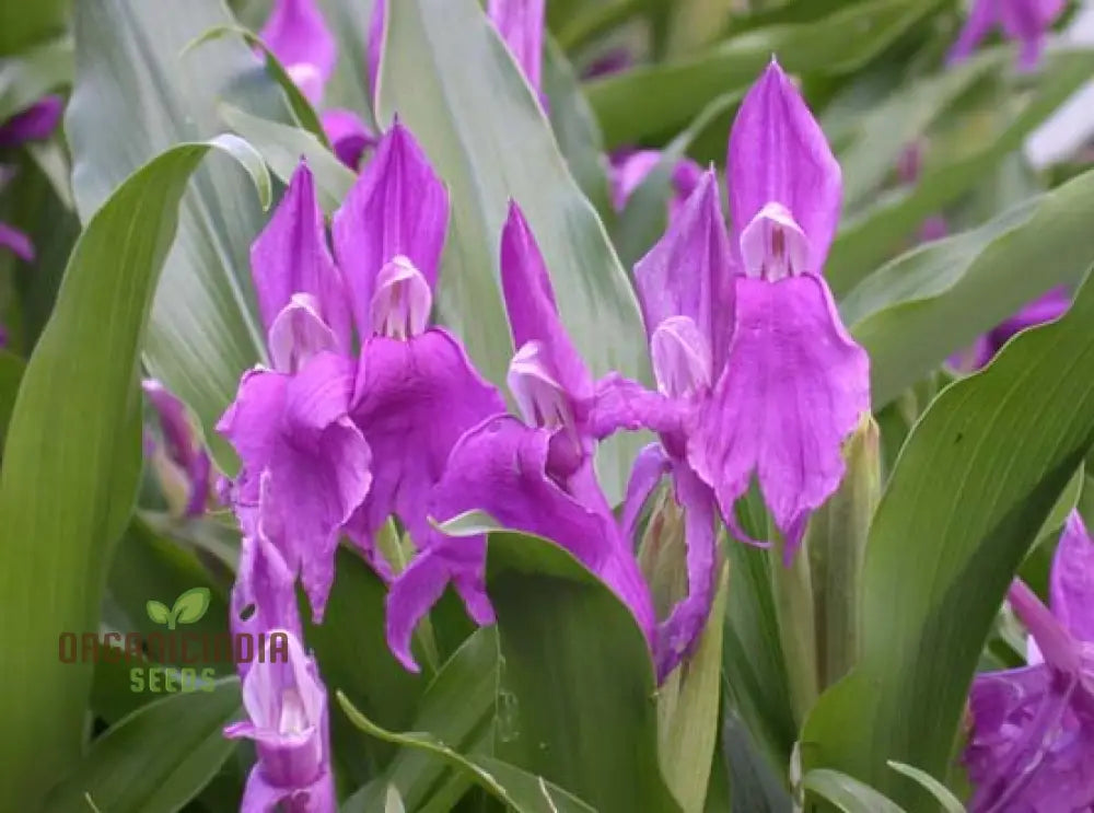 Roscoea Purpurea Var. Procera Flower Seeds For Planting Expert Guide To And Growing Hardy Alpine