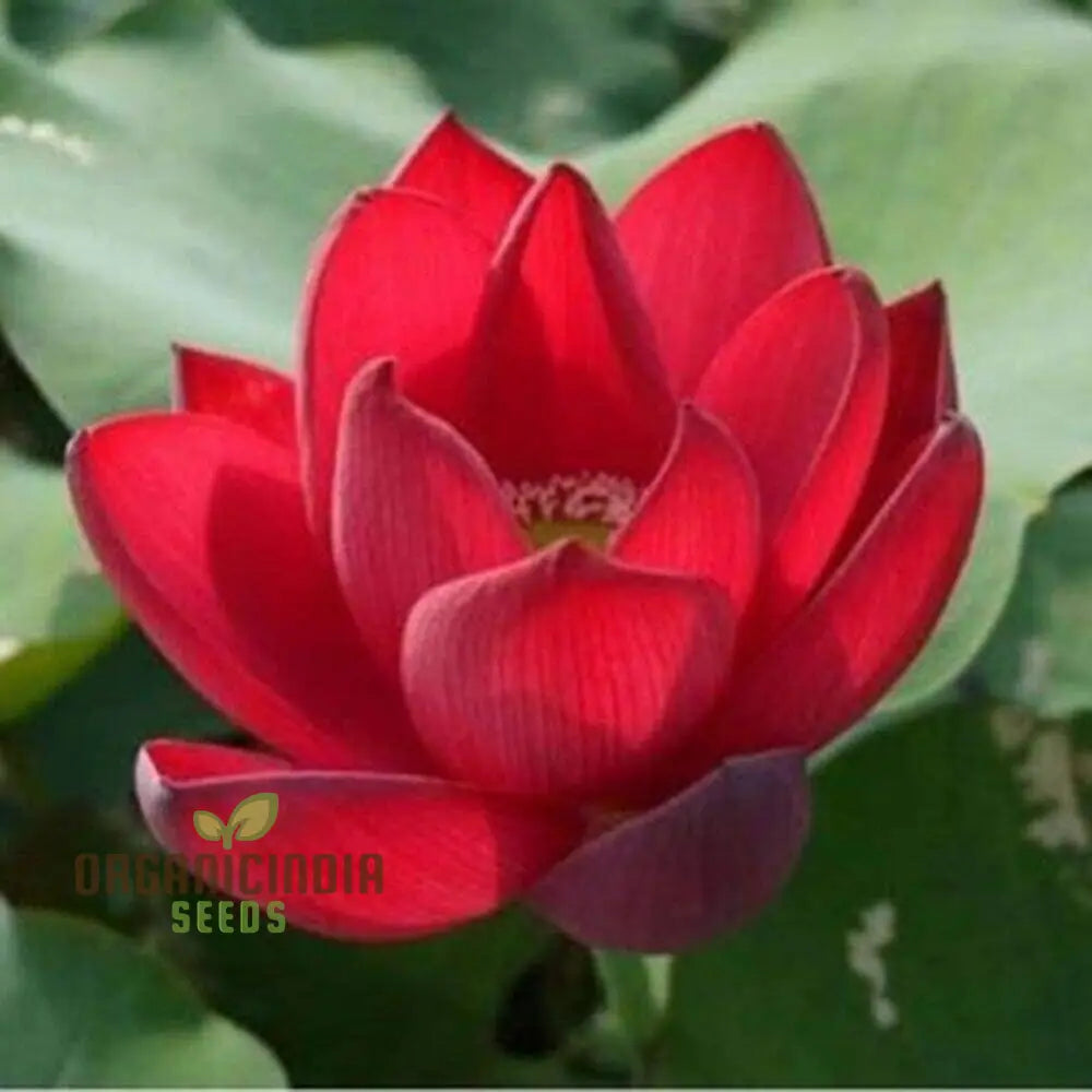 Rose Red Lotus Flower Seeds For Planting Premium Quality Beautiful Gardening Grow Your Own Stunning