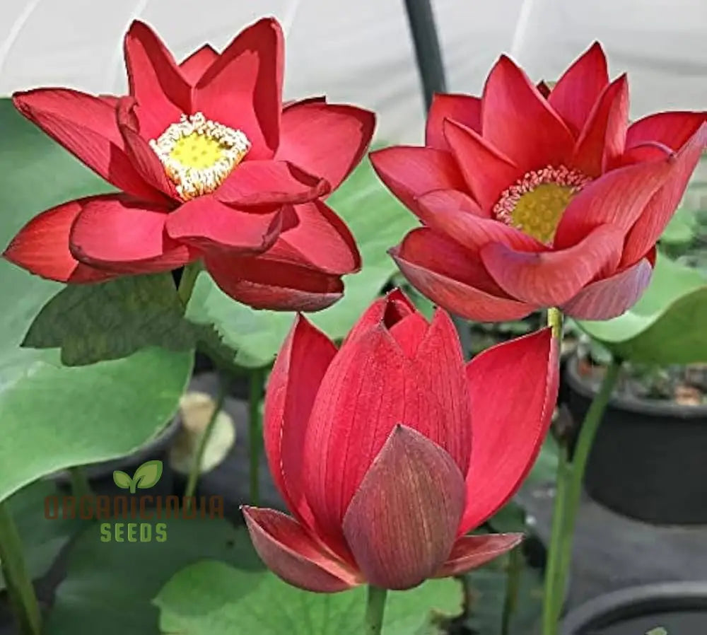 Rose Red Lotus Flower Seeds For Planting Premium Quality Beautiful Gardening Grow Your Own Stunning