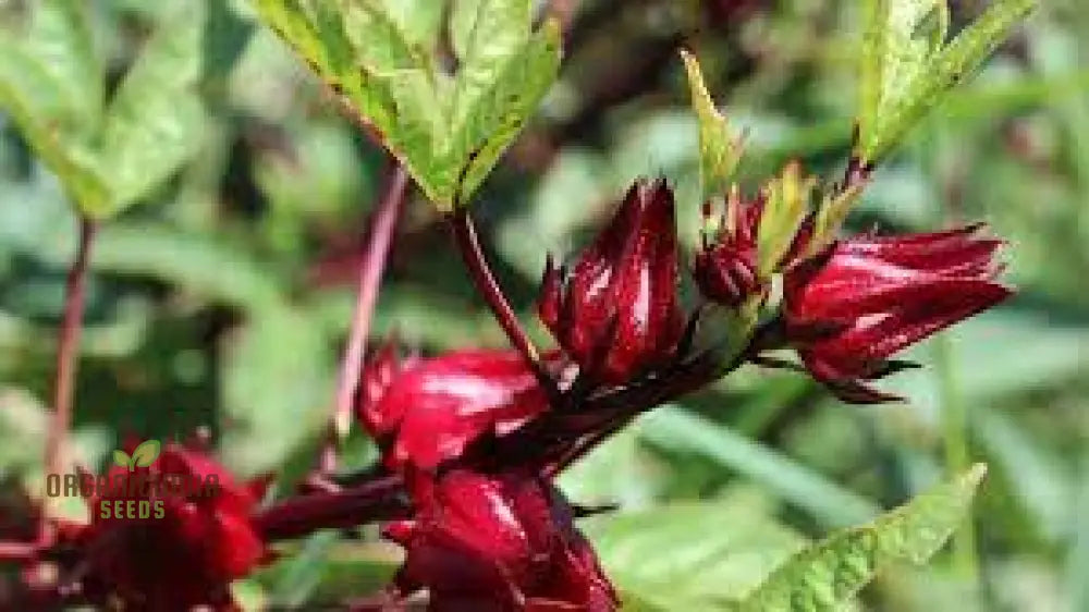 Rosella Seeds For Gardening - Open Pollinated Heirloom Variety Perfect Home Gardeners And