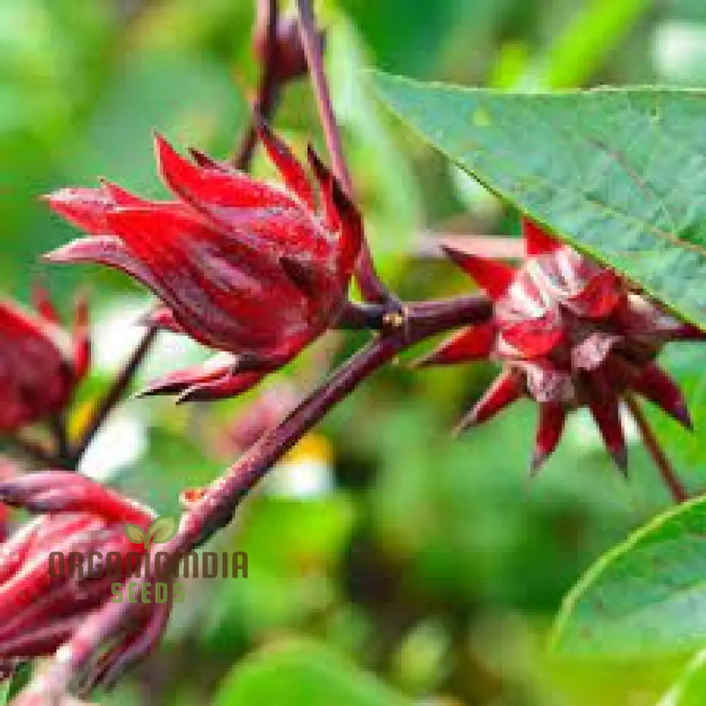 Rosella Seeds For Gardening - Open Pollinated Heirloom Variety Perfect Home Gardeners And