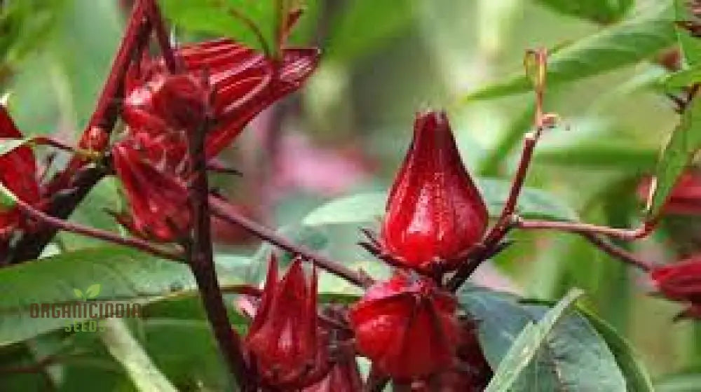 Rosella Seeds For Gardening - Open Pollinated Heirloom Variety Perfect Home Gardeners And