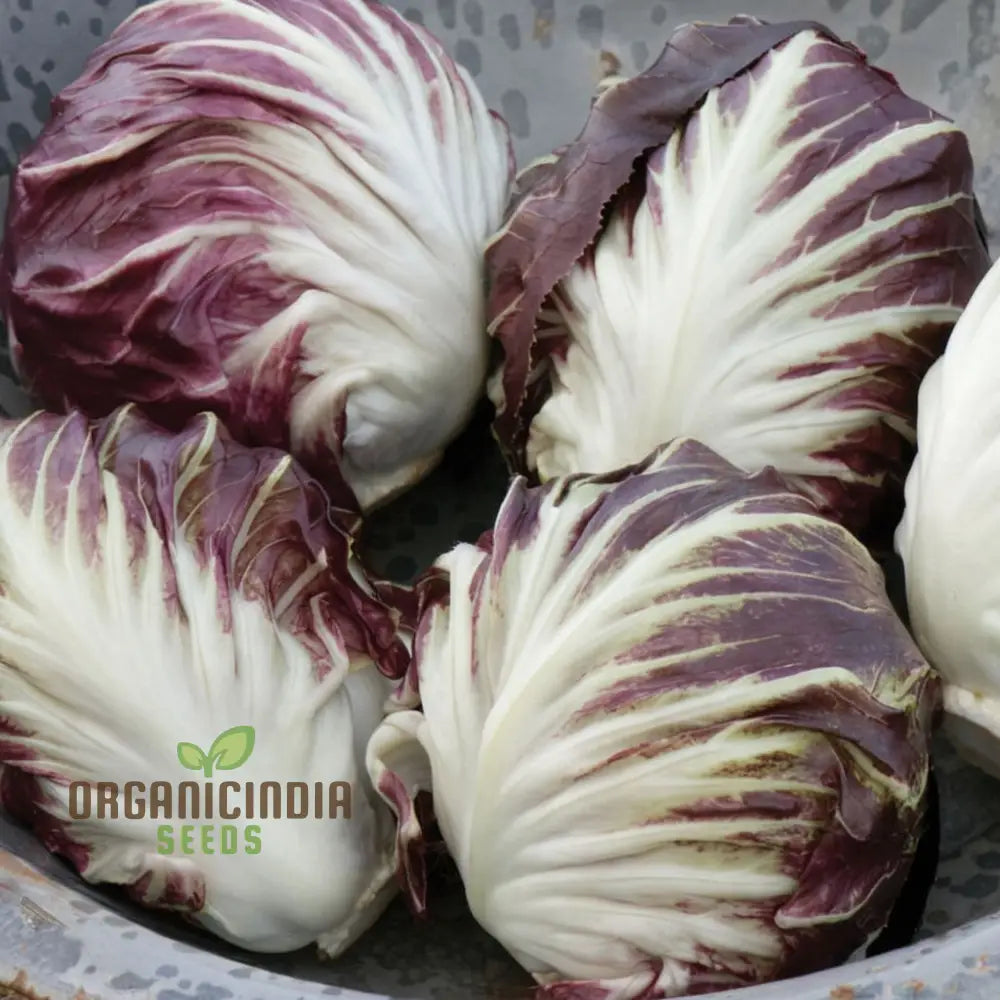 Rossa Di Verona Radicchio Seeds For A Bounty Of Fresh Nutrient-Packed Greens Straight From Your