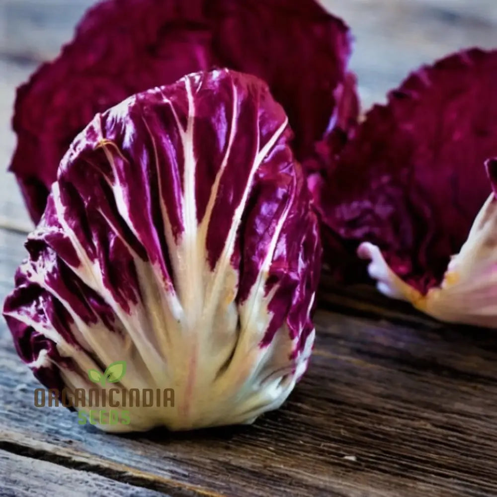 Rossa Di Verona Radicchio Seeds For A Bounty Of Fresh Nutrient-Packed Greens Straight From Your