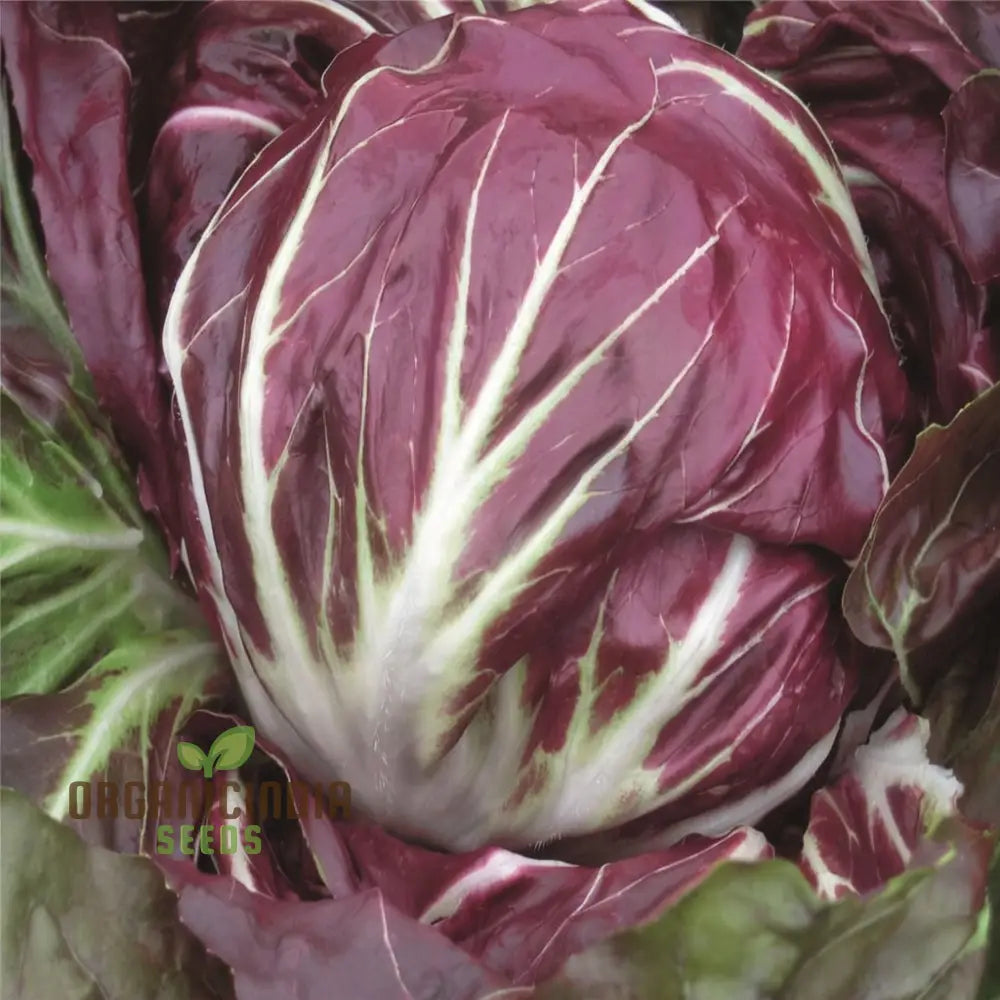 Rossa Di Verona Radicchio Seeds For A Bounty Of Fresh Nutrient-Packed Greens Straight From Your