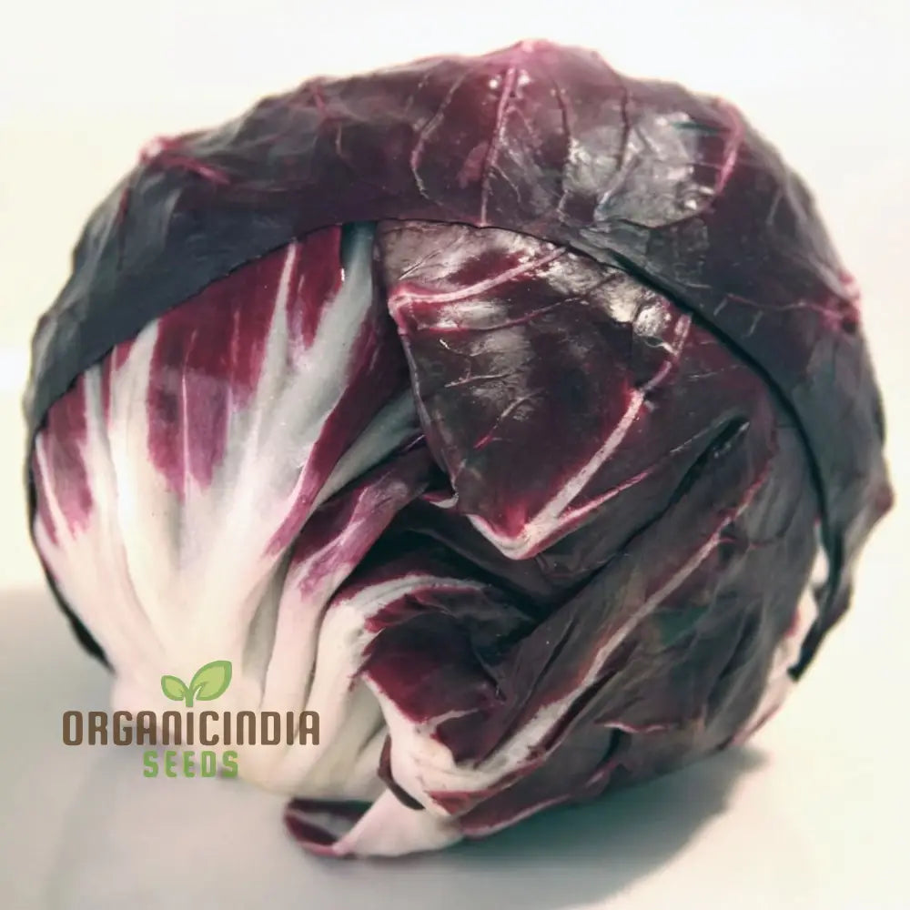 Rossa Di Verona Radicchio Seeds For A Bounty Of Fresh Nutrient-Packed Greens Straight From Your